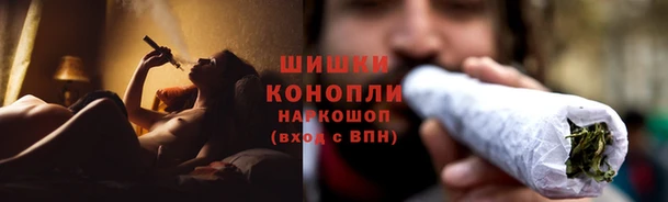 прущие грибы Михайловск